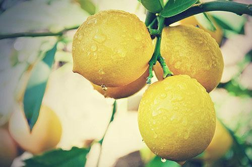 lemon-tree